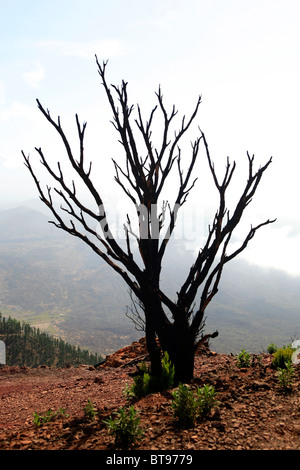Burned pines in the hiking area in the Teno Mountains, Tenerife, Canary Islands, Spain, Europe Stock Photo