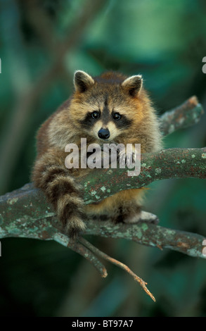 North American raccoon (Procyon lotor) Stock Photo