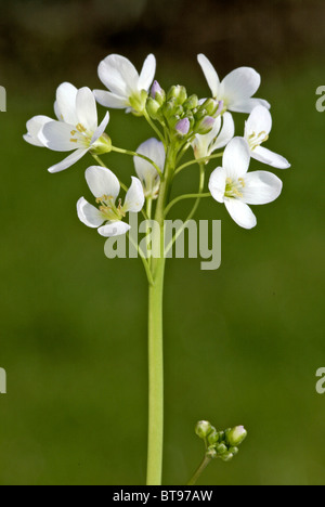 Cuckoo Flower or Lady's Smock (Cardamine pratensis), flower Stock Photo