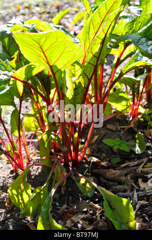 Red Swiss Chard (Beta vulgaris subsp. Vulgaris var vulgaris) Stock Photo