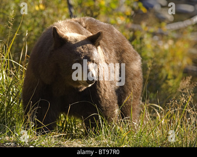 Cinnamon bear Stock Photo