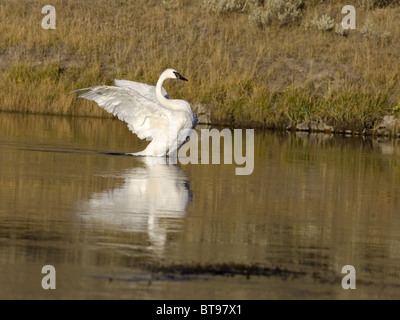 Trumpeter swan with wings spread Stock Photo