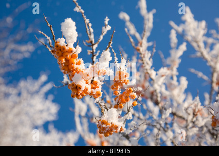 Sea-buckthorn covered snow Stock Photo