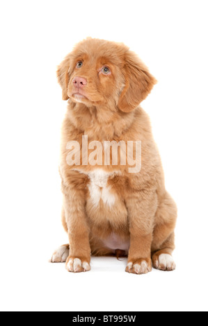 a young puppy of the Nova Scotia Duck Tolling Retriever breed Stock Photo