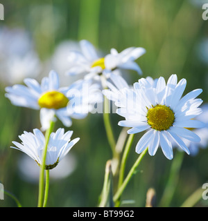 Ox-eye daisies  Leucanthemum vulgare in a wildflower meadow in Somerset Stock Photo