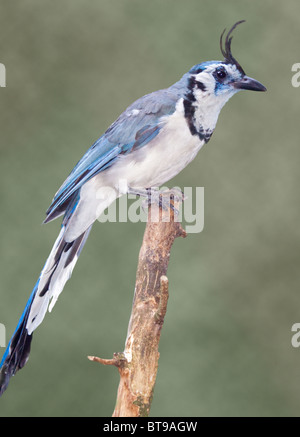 White-Throated Magpie-Jay (calocitta formosa) Stock Photo