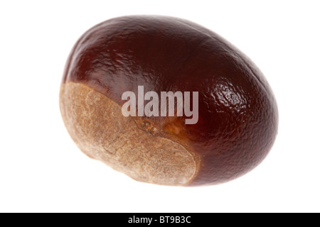 horse chestnut aesculus hippocastanum seed on white background Stock Photo