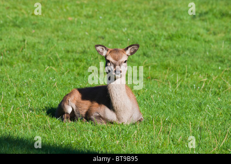 Young Doe, resting In Wollaton Park Stock Photo