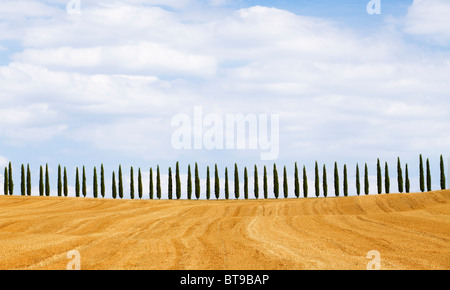 Cypress trees on hill, Tuscany, Italy Stock Photo