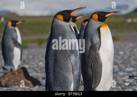 King Penguins, Aptenodytes patagonicus, Salisbury Plain, South Georgia, South Atlantic Ocean. Stock Photo
