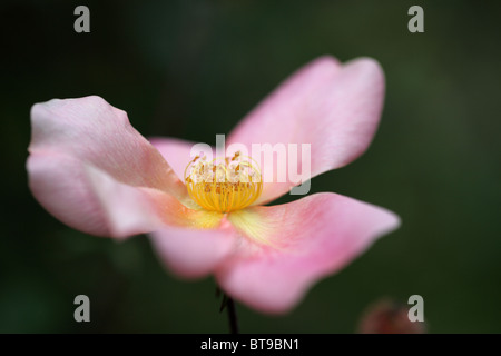 Close up of a beautiful single pale pink rose against a dark background Stock Photo