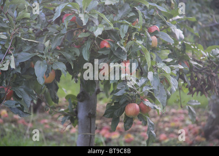 Apples on Tree Stock Photo