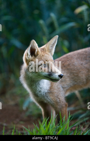 Young European red fox (Vulpes vulpes) at the edge of a field of wheat. Oxfordshire, England, July 2010. Stock Photo