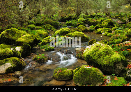 Moss covered rocks alongside the Orbe River, Vallorbe, Jura, Switzerland, Europe Stock Photo