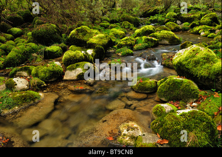 Moss covered rocks alongside the Orbe River, Vallorbe, Jura, Switzerland, Europe Stock Photo