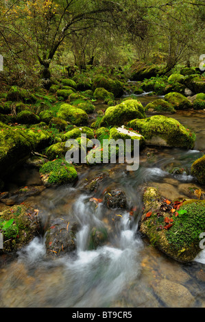 Moss covered rocks alongside the Orbe River, Vallorbe, Jura, Switzerland, Europe Stock Photo