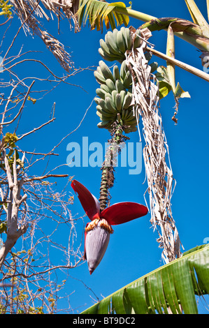 Banana tree with banana bunches and blossom against dark blue sky Stock Photo