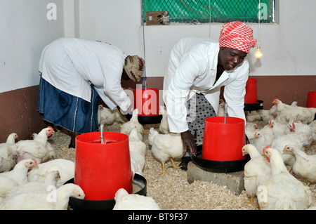 Poultry project of a women's group, women feeding chicken in the coop, Lady Frere, Eastern Cape, South Africa, Africa Stock Photo