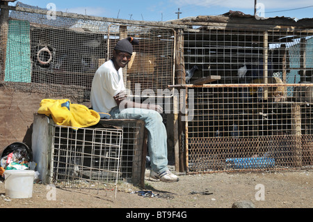 Slum, township, young man breeding pigeons in the backyard, Queenstown, Eastern Cape, South Africa, Africa Stock Photo
