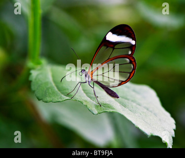 Delicate Glasswing Butterfly