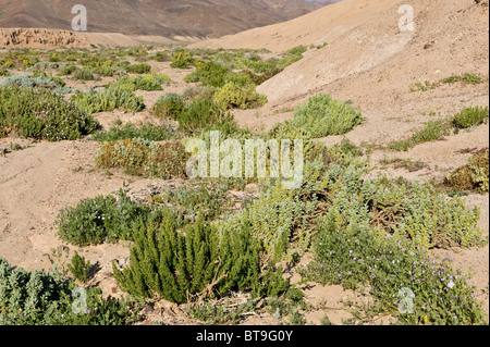 'desierto florido' valley in Los Lomitas Parque National Pan de Azucar Atacama (III) Chile South America after el Nino blooms Stock Photo