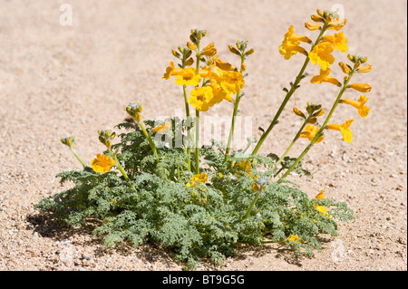 Argylia radiata flowers 'desierto florido' Los Lomitas Parque National Pan de Azucar Atacama (III) Chile South America Stock Photo