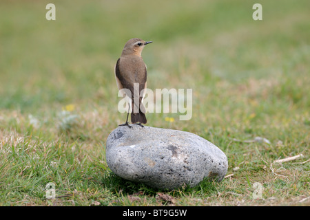The Northern Wheatear or Wheatear (Oenanthe oenanthe) Autumn male in Norfolk UK. Stock Photo