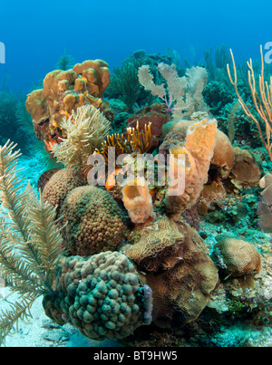 Coral reefs off the coast of Roatan Honduras Stock Photo - Alamy