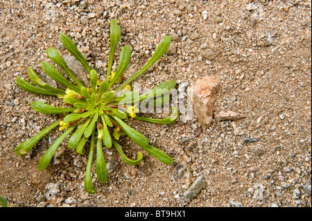 Violeta del Campo (Viola asterias) flowers Los Lomitas Parque National Pan de Azucar Atacama (III) Chile South America Stock Photo