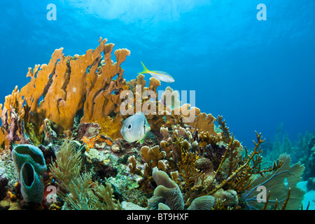 Coral reefs off the coast of Roatan Honduras Stock Photo