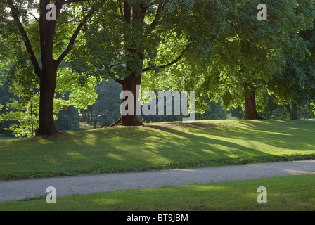 Radiant Light in the Woods Stock Photo