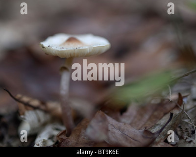 Mushroom from the Martin Breg hill forest, near Dugo Selo, Croatia. Stock Photo