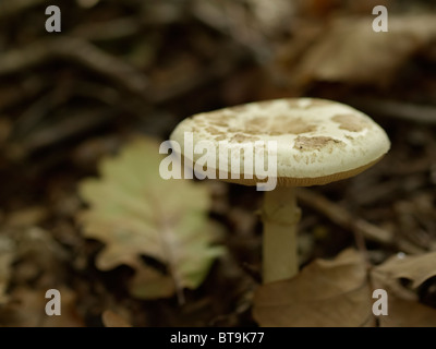 Mushroom from the Martin Breg hill forest, near Dugo Selo, Croatia. Stock Photo