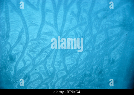 Frost patterns on a conservatory roof Stock Photo