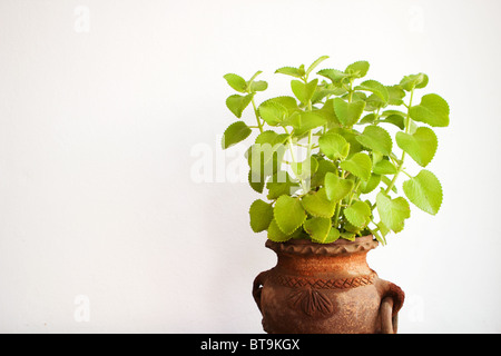 Potted Indian Borage (Plectranthus amboinicus) plant Stock Photo