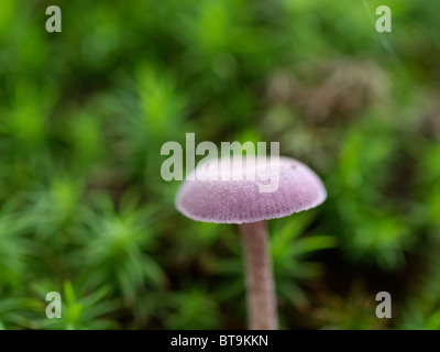 Mushroom from the Martin Breg hill forest, near Dugo Selo, Croatia. Stock Photo