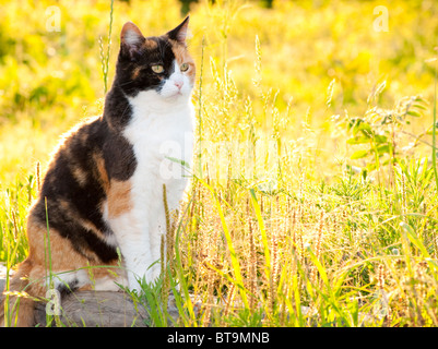 Beautiful calico cat in high grass with bright sunshine Stock Photo