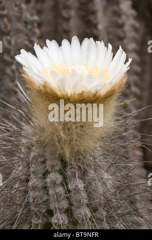 Copao cactus (Eulychnia breviflora) in bloom Quebrada del Castillo Parque National Pan de Azucar Atacama (III) Chile S. America Stock Photo