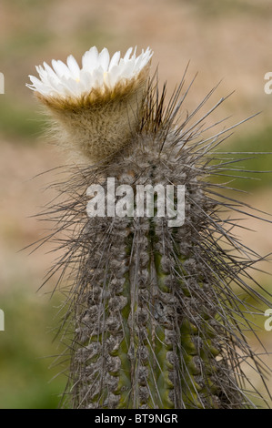 Copao cactus (Eulychnia breviflora) in bloom Quebrada del Castillo Parque National Pan de Azucar Atacama (III) Chile S. America