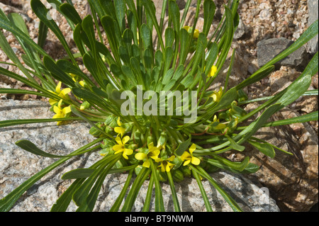 Violeta del Campo (Viola asterias) flowers Quebrada del Castillo Parque National Pan de Azucar Atacama (III) Chile South America Stock Photo