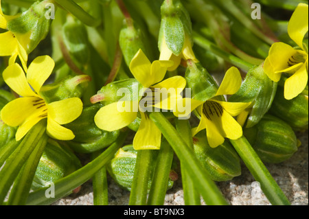 Violeta del Campo (Viola asterias) flowers Quebrada del Castillo Parque National Pan de Azucar Atacama (III) Chile South America Stock Photo