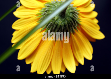 Single bright yellow gerber flower on a black background shot from behind Stock Photo