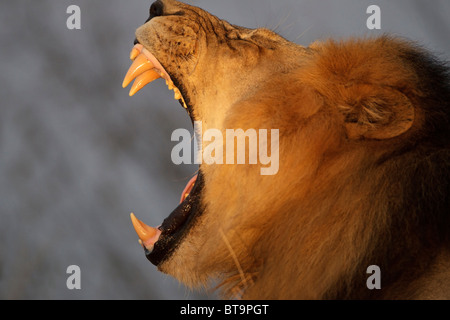 Lion roaring late evening in the bushveld,  showing massive mouth and teeth from side view, Kruger Park, South Africa. Stock Photo