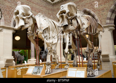 Elephant Skeletons, Oxford University, Museum of Natural History. Oxford. England Stock Photo