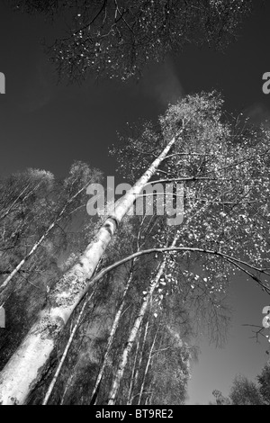 Tall Silver Birch Tree angled against the blue sky, Scotland, UK Stock Photo