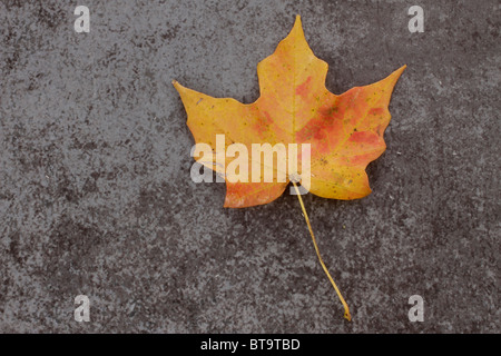 Mapple leaves in Autumn colors Stock Photo