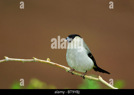 Azores Bullfinch eating and standing on a tree branch Stock Photo