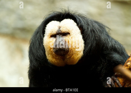 Pithecia pithecia, also known as Golden-face saki monkey in zoo Stock Photo