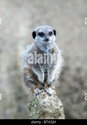 Close up of a Meerkat on lookout duty Stock Photo