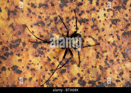 Meta Menardi female spider close-up Stock Photo